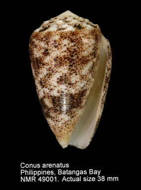 Conus arenatus.jpg - Conus arenatusHwass,1792